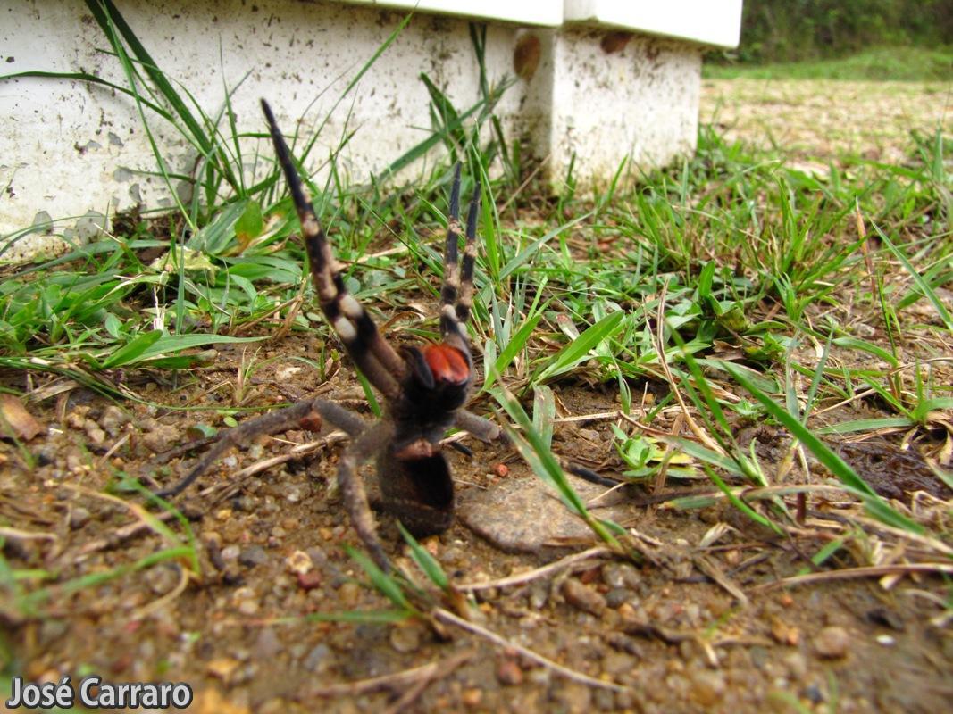 Aranha Armadeira na Grama