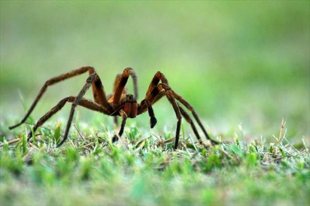 Aranha Armadeira na Grama