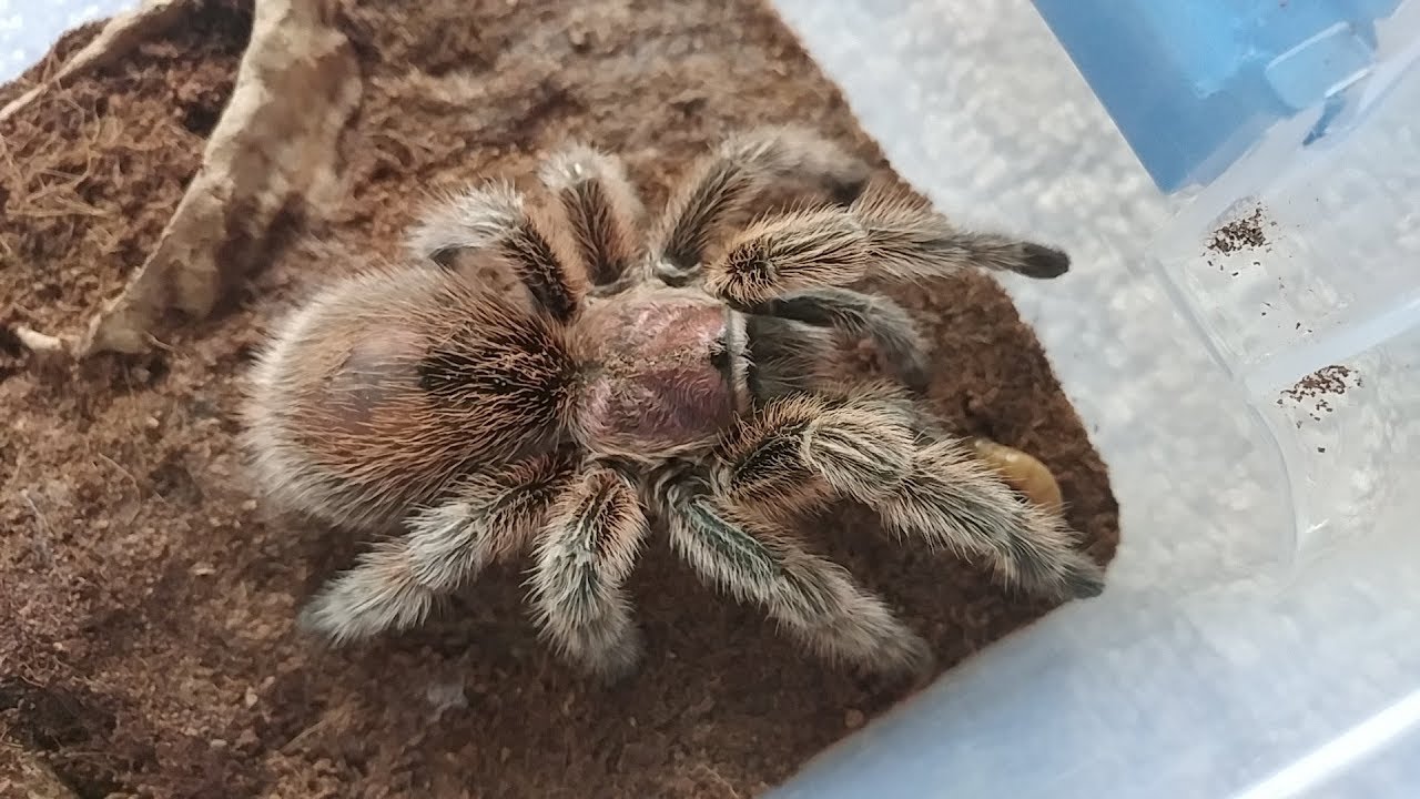 Aranha Caranguejeira Capturada e Vivendo no Terrário