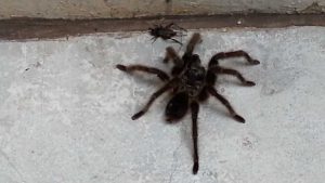 O Que Atrai Aranhas Caranguejeiras? Como Evitar? | Mundo Ecologia