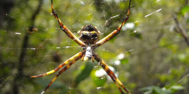 Aranha De Prata É Venenosa? Características E Nome Científico | Mundo ...