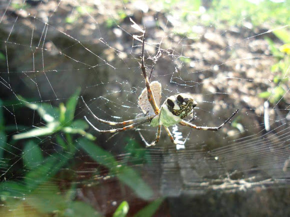 Aranha De Prata Andando na Teia 