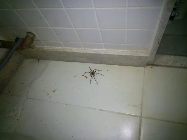 Aranha Encontrada Dentro do Banheiro de Uma Casa