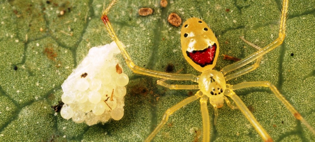 Aranha Estilingue