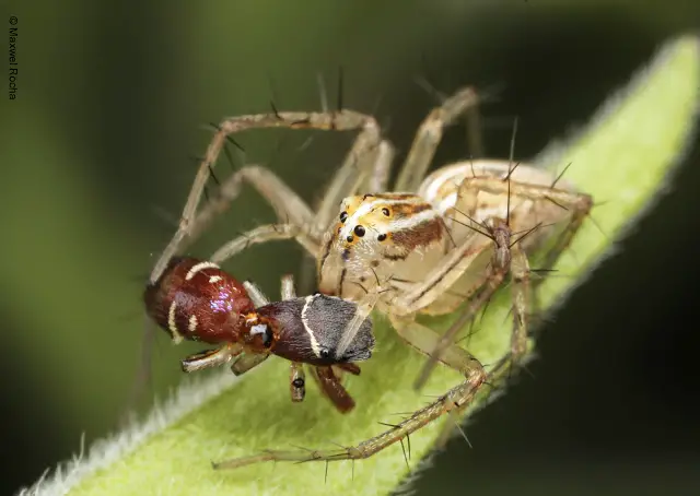 Aranha Fêmea se Alimentando de um Inseto