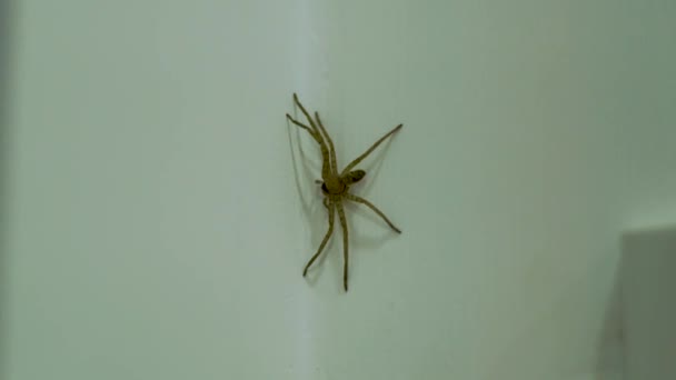 Aranha Grande Isolada na Parede de Um Quarto 