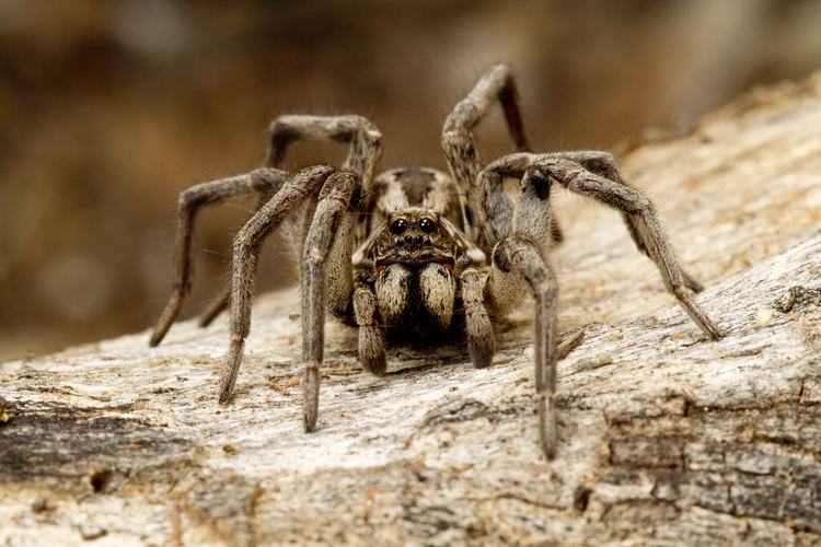 Aranha Lobo Em Cima de uma Pedra