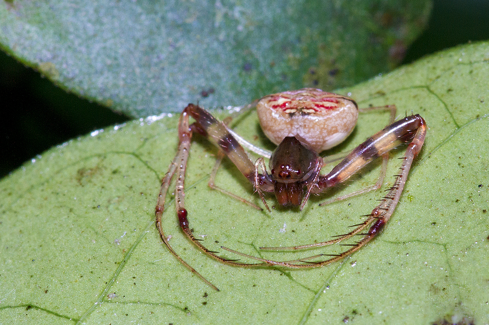 Aranha Pirata