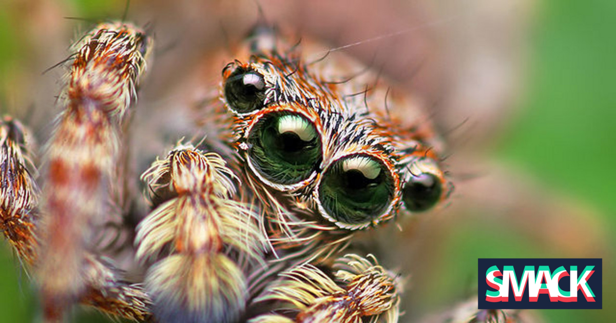 Aranha Portia Fotografada de Perto