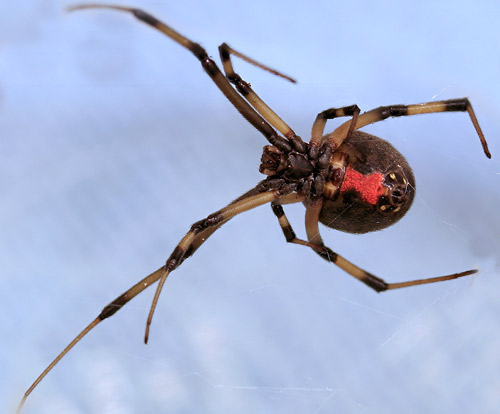 Aranha Preta E Marrom É Venenosa? Qual a Espécie E Fotos | Mundo Ecologia