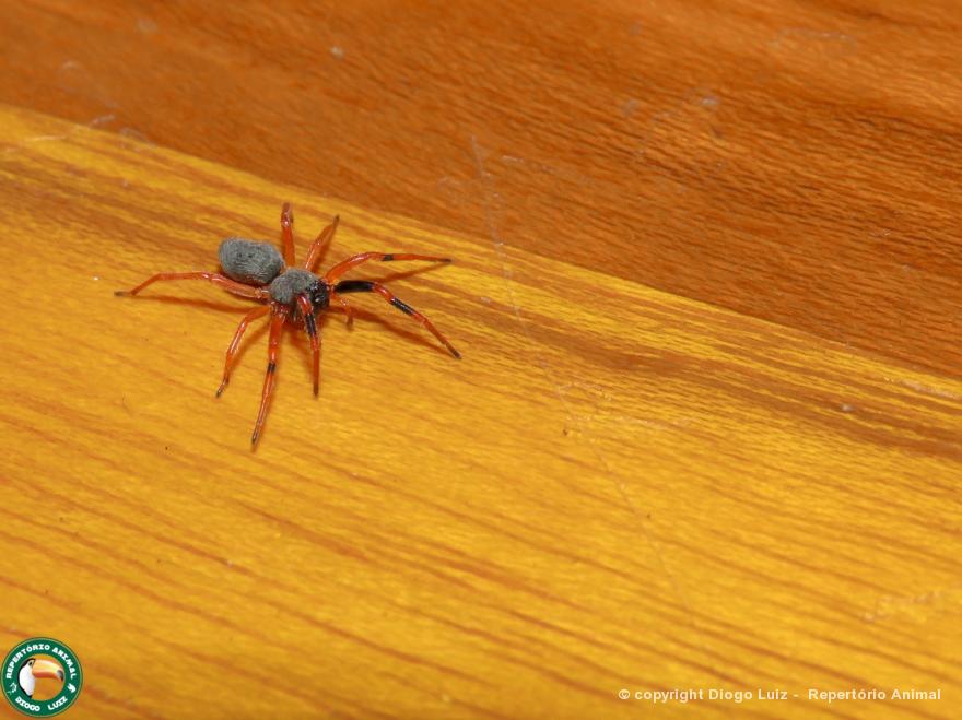 Aranha Preta e Laranja Andando em Cima da Madeira