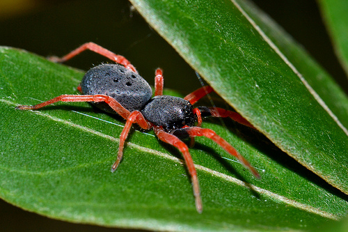 Aranha Preta e Laranja Em Cima da Folha de uma Planta