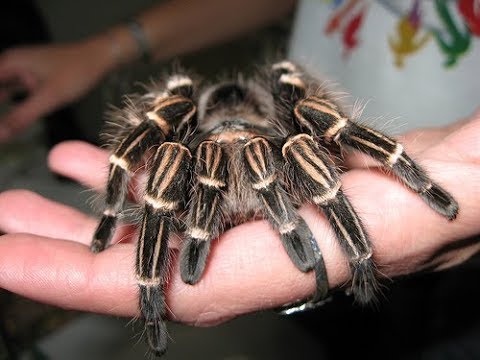 Aranha Tarântula: Características, Nome Cientifico E Fotos | Mundo Ecologia