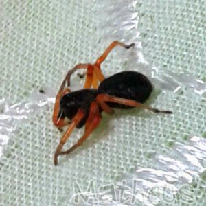 Aranha Preta E Laranja É Venenosa? Qual a Espécie E Fotos | Mundo Ecologia