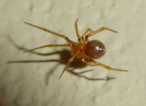 O que Aranhas Pequenas Comem? Como é sua Alimentação?