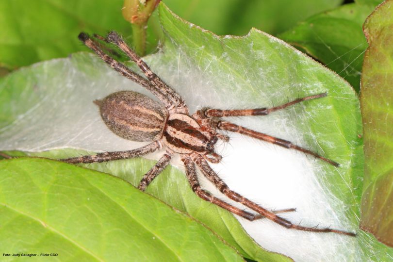 Aranha de Grama