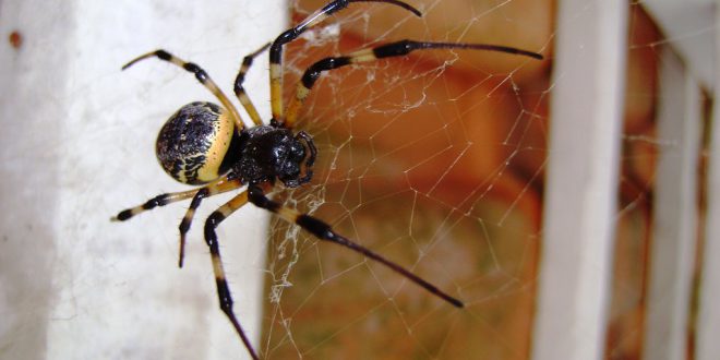 Featured image of post Aranha Preta E Amarela De Telhado Sou a aniele tenho 2 filhos a sarah o davi que fa o v deos mostrando eles as fases de cada um brincadeiras e aprendizado