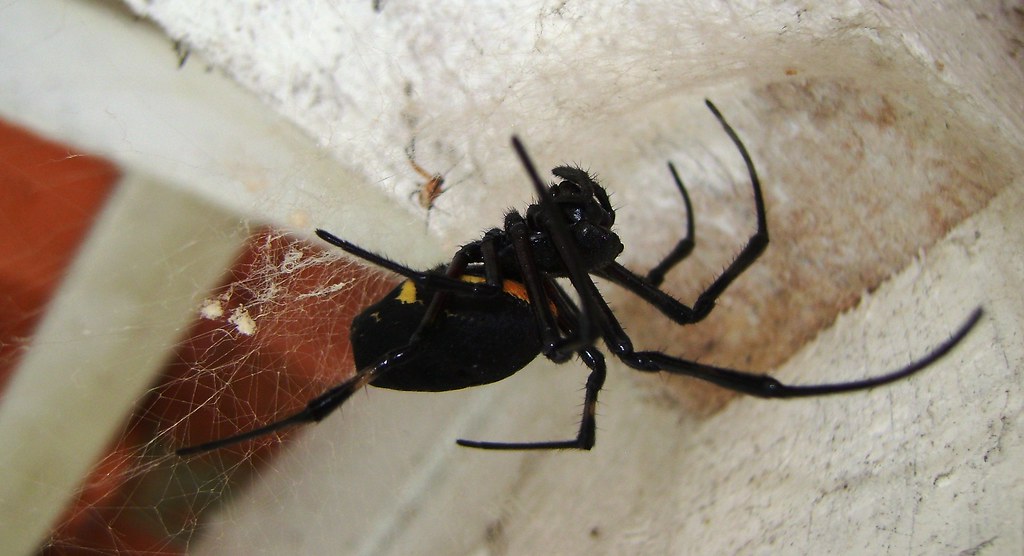 Aranha de Telhado Andando na Teia 