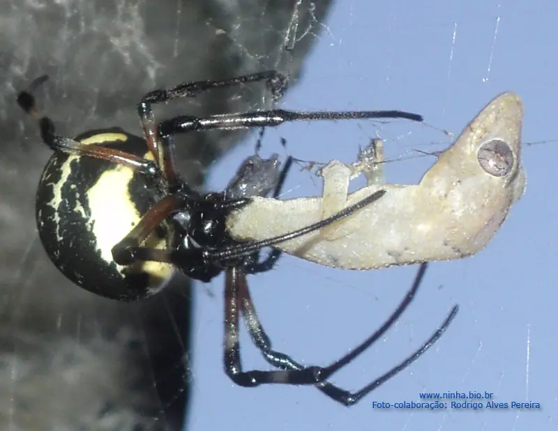 Aranha de Telhado Comendo uma Lagartixa 