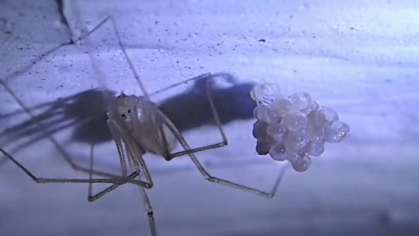 Aranha Mãe E Seus Ovos Para Incubação