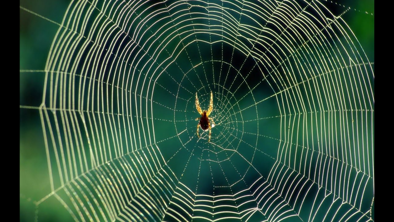 Aranha na Teia