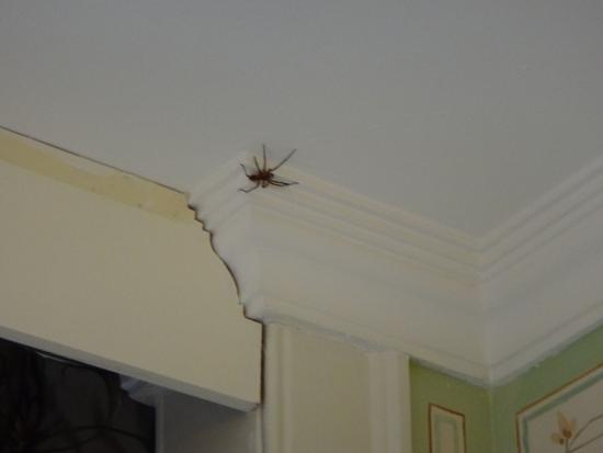 Aranha no Teto de uma Sala