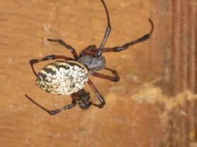Aranha-Maria-Bola é Venenosa? Características e Nome Científico