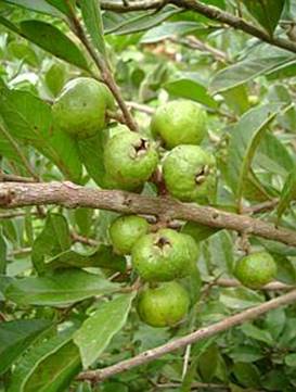 Araçá-Verde: Pé, Características, Benefícios e Nome Científico