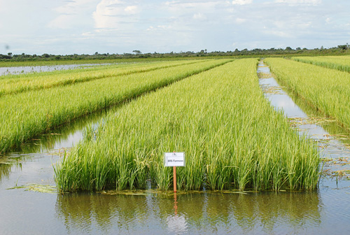 Como Plantar Arroz Irrigado? E No Seco? E De Sequeiro?