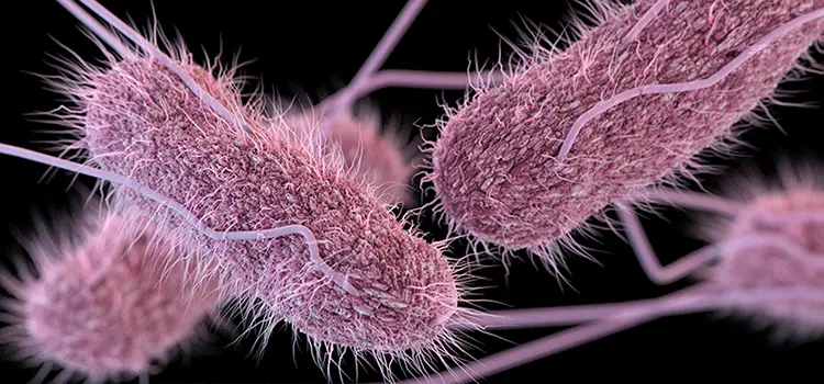 Bactéria Salmonella -Resposável Pela Doença Salmonelose