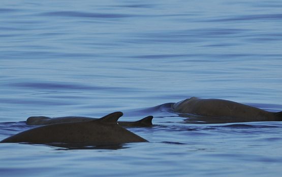Baleias Cachalote Pigmeu Nadando Juntas