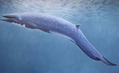 Baleias De Rorqual