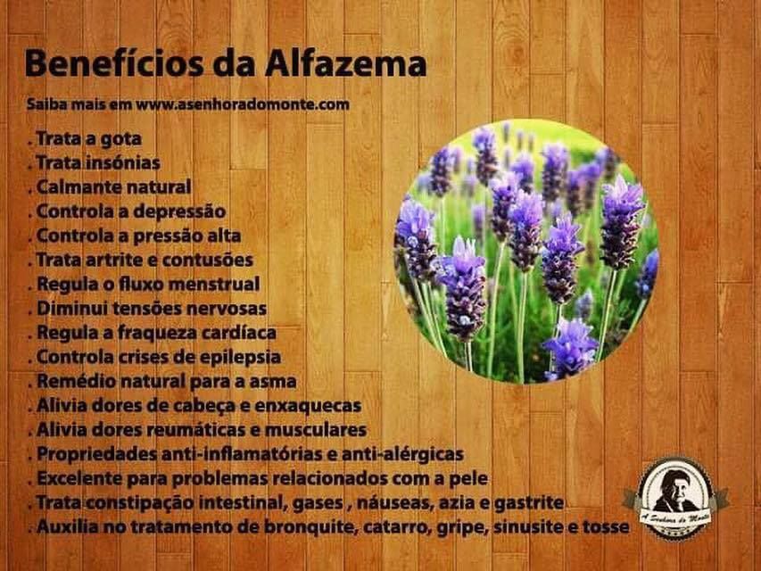 Benefícios da Alfazema 