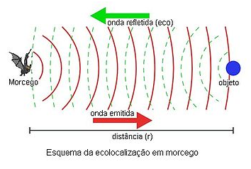 Biossonar dos Morcegos