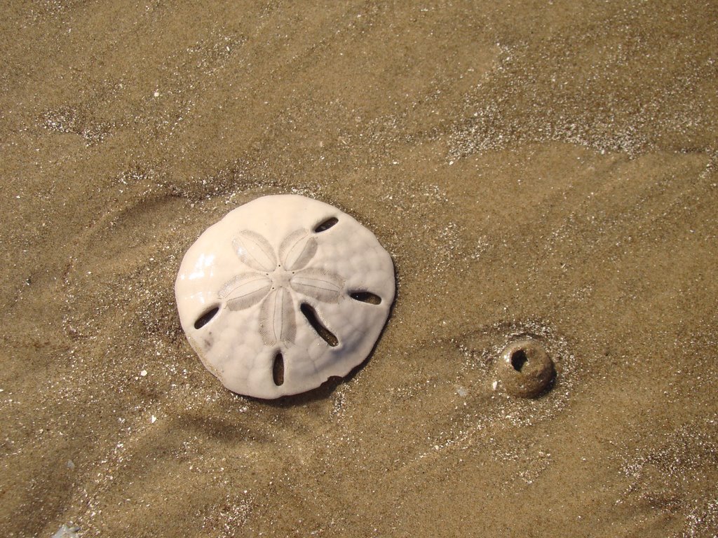 Bolacha-do-Mar na Areia 