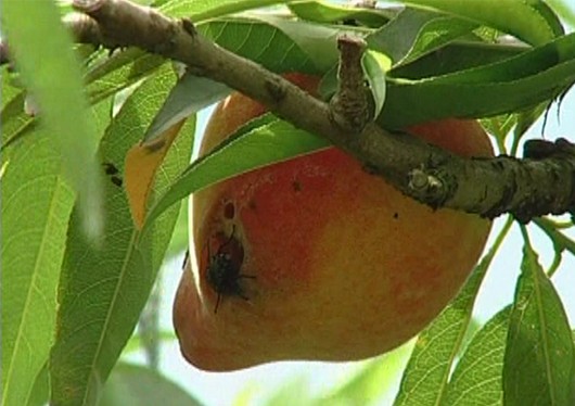 Pragas e Doenças Mais Comuns do Pessegueiro e Como Resolver
