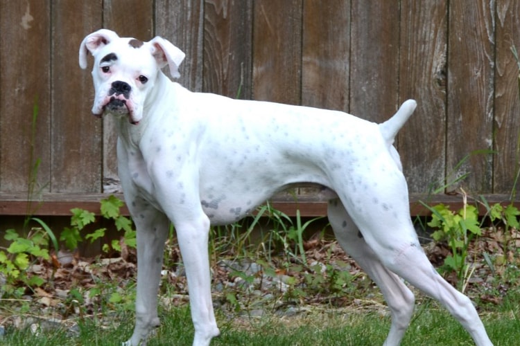 Cachorro Boxer Branco: Fotos, Cuidados, Pirata, Filhotes