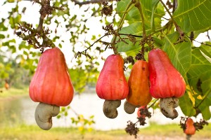 Como Fazer Muda de Caju Com a Castanha?