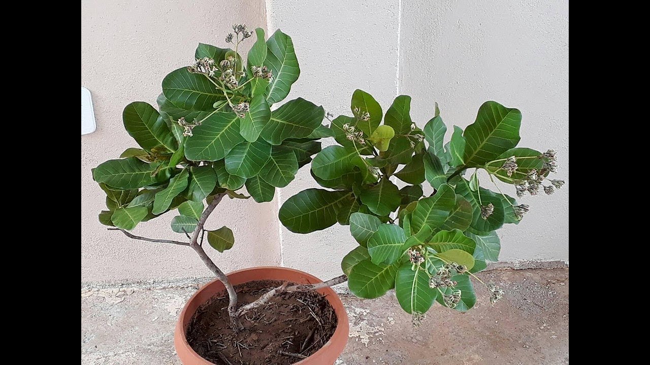 Como Plantar Caju Anão Em Vaso?