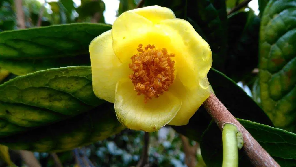 Camélia Amarela: Fotos, Características E Nome Científico | Mundo Ecologia