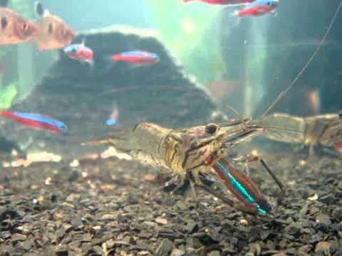 Camarão Comendo um Peixe