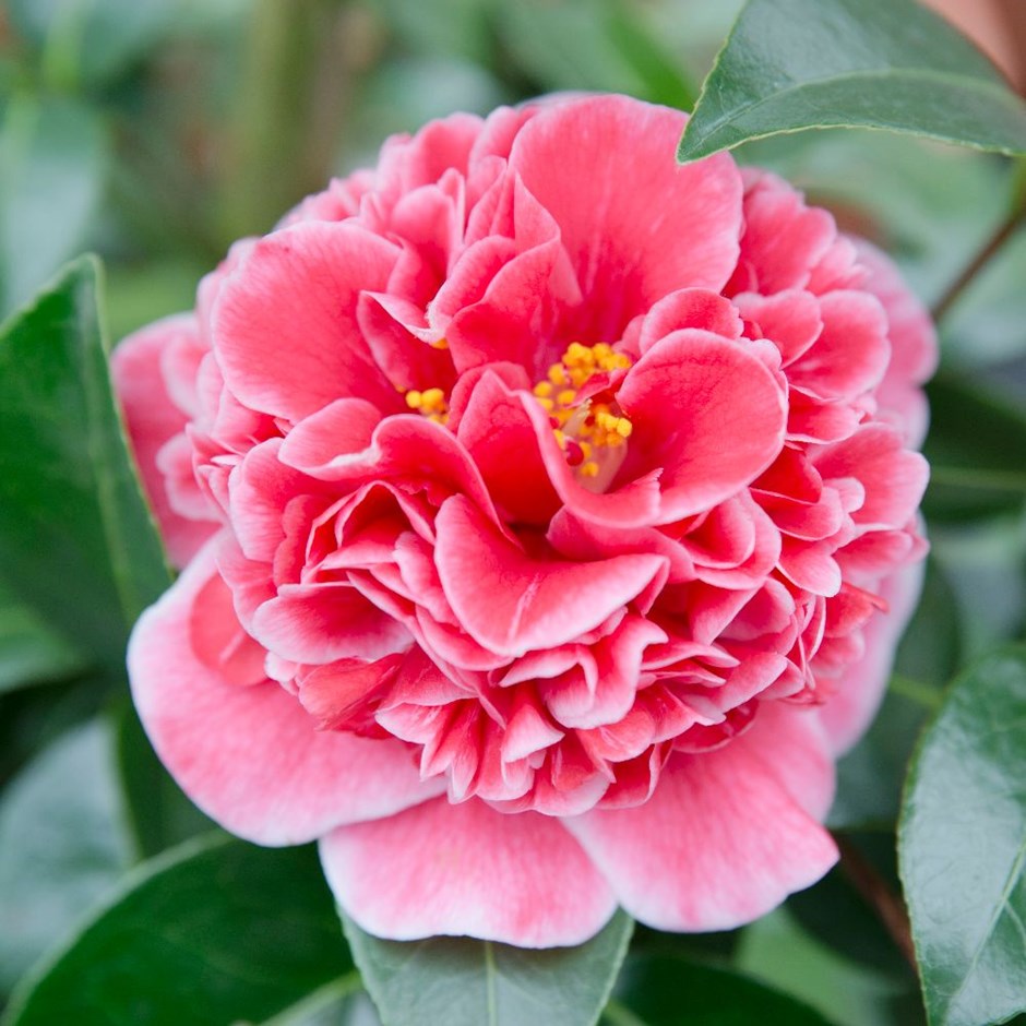 Camellia Japonica: Fotos, Características e Como Cuidar | Mundo Ecologia