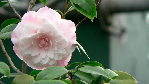 Camellia Japonica: Fotos, Características e Como Cuidar | Mundo Ecologia