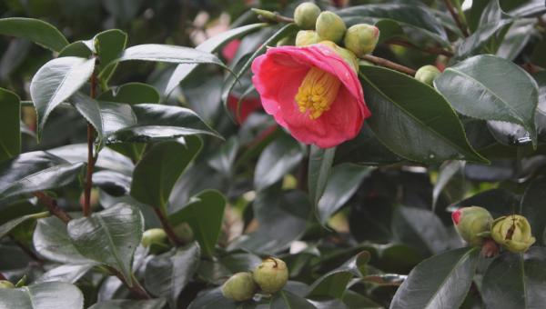 Camellia Japonica: Fotos, Características e Como Cuidar | Mundo Ecologia