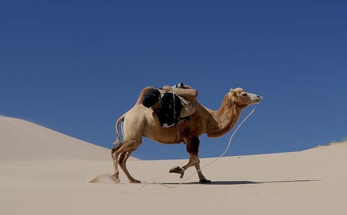 Camelo Andando no Deserto Durante o Dia 