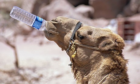 Camelo Bebendo Água na Garrafa