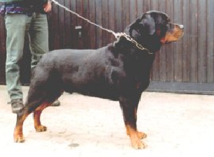 Caminhando Com o Rottweiler