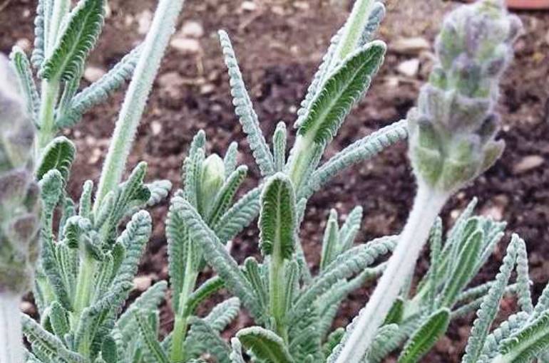 Canteiro de Lavanda