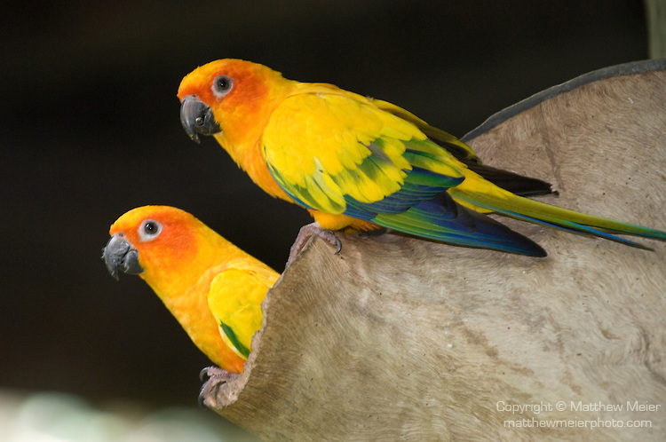 Casal de Jandaia Amarela 