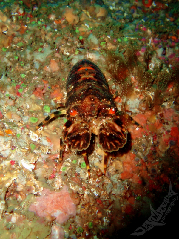 Cavaquinha Animal: Características, Nome Científico e Fotos
